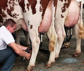 Confirman cepa de influenza aviar altamente patógena en vacas lecheras en Texas